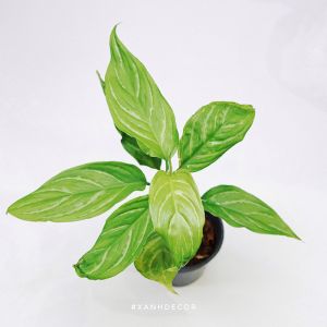 Aglaonema Nitidum Curtisii